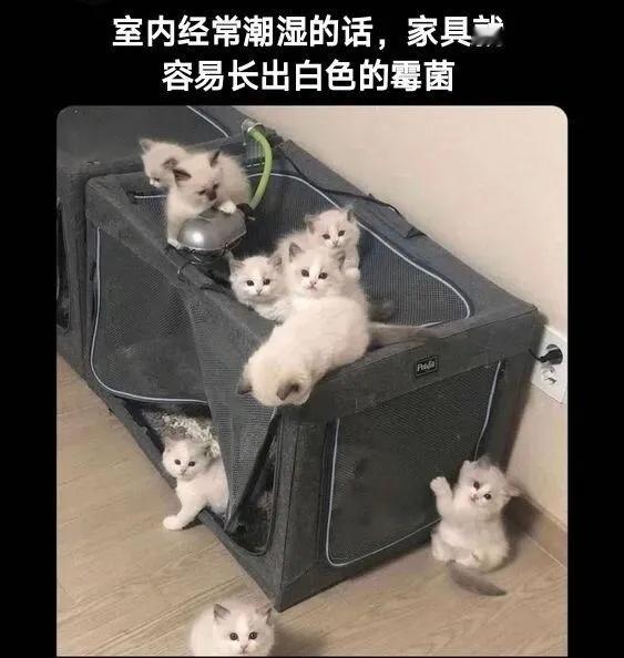 一直下雨，家具都长猫了猫meme ​​​
