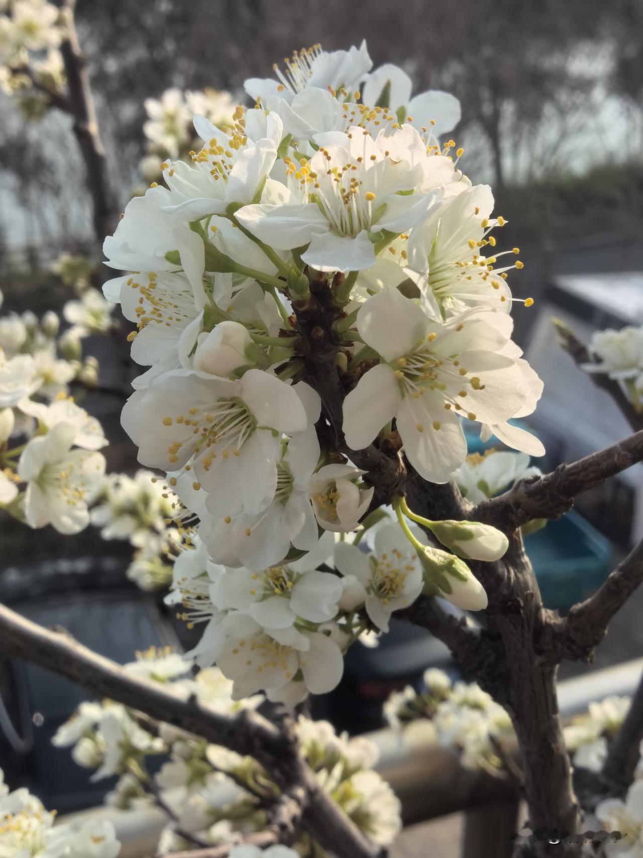 满枝头全是花🌸，还没有露出叶片，想起去年结的果实，嘴里就泛起口水[大笑]🤤?