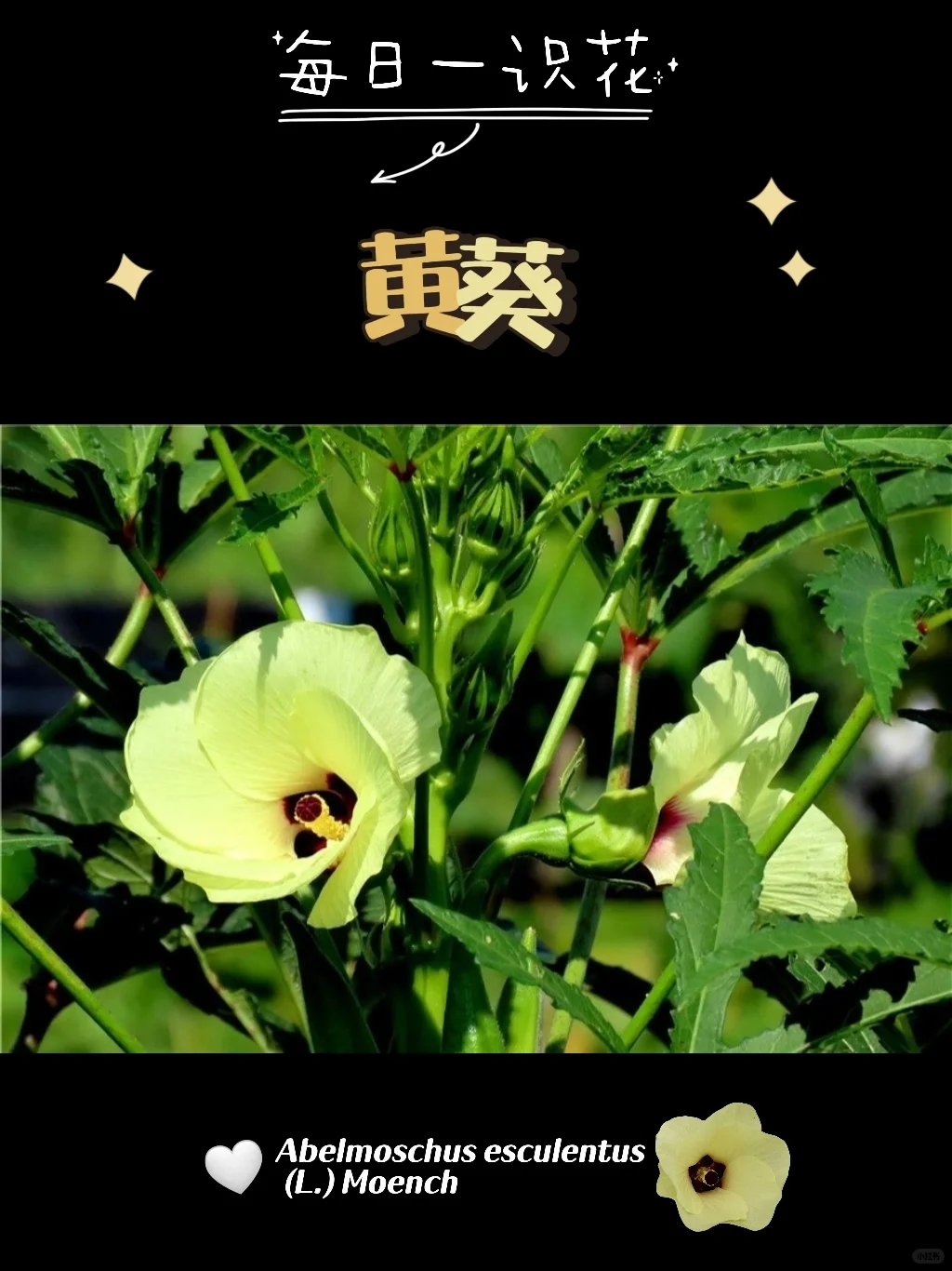 每天认识一种花之【黄葵】day73
