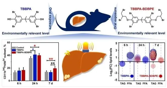 昆虫 生态中心在溴代阻燃剂四溴双酚A及衍生物的肝脏免疫毒性研究中获进展