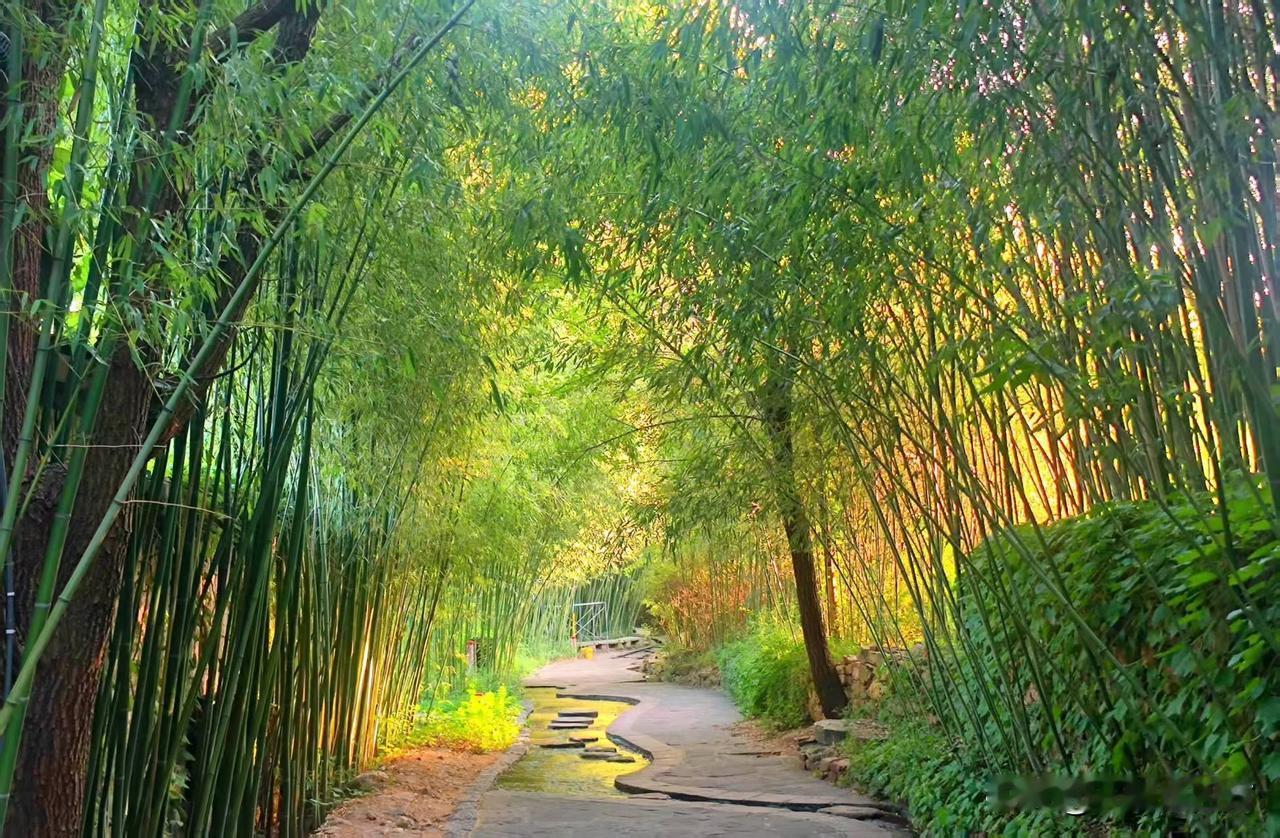 山东临沂竹泉村（供图：金鹰）
