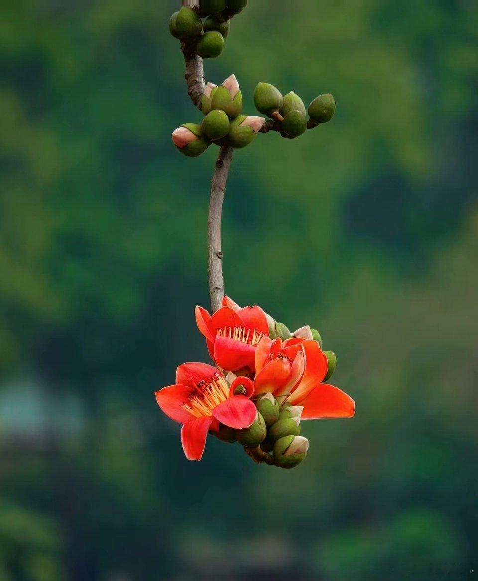 去#深圳# 深圳出差，竞相开放的木棉花给人以生机和活力，选了几个角度，拍了这组木