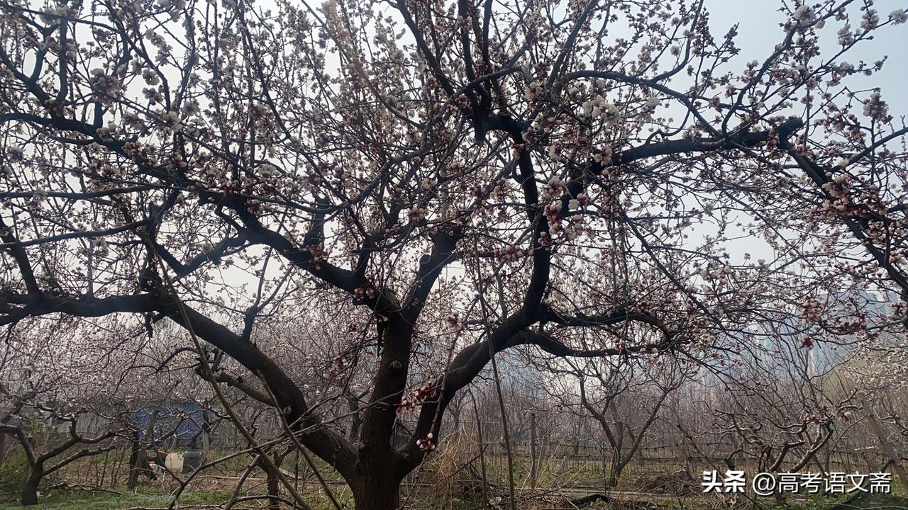 春日生活打卡季春日赏花，满树繁花似锦，美不胜收！🌸🌸🌸