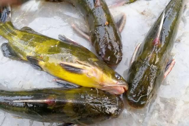 【当年错过的不花钱的肉之一——“硌牙”】

写过当年吃秋后水坑里的鱼，但在那些语