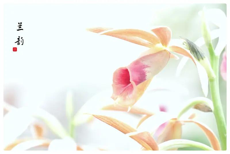 兰心靓活，是心理能量补充的涌泉，给人带来温暖与力量，祝这样的好人一生平安喜乐[微