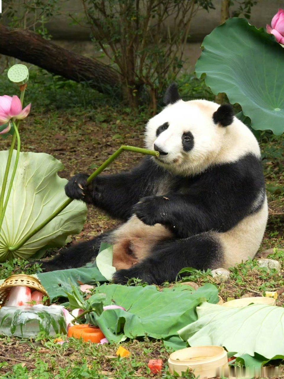 熊猫守护者 谁能拒绝软乎乎的大熊猫！圆乎乎的体态，标志性黑眼圈，抱着竹笋埋头干饭