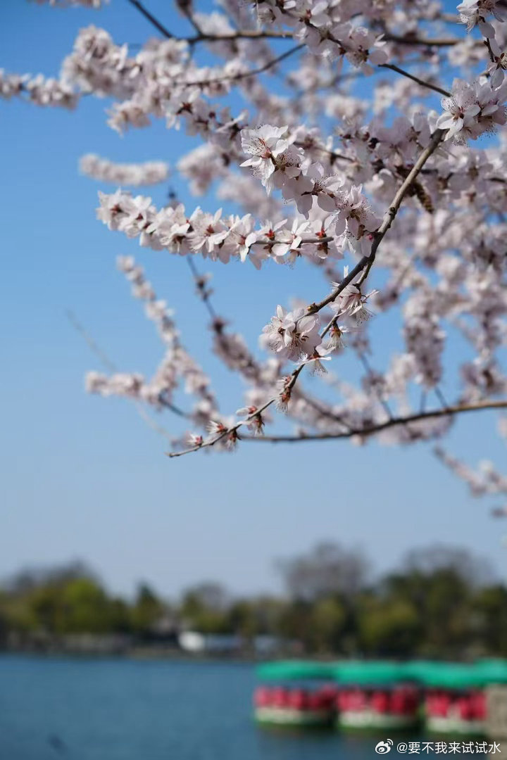 春江水暖鸭先知 