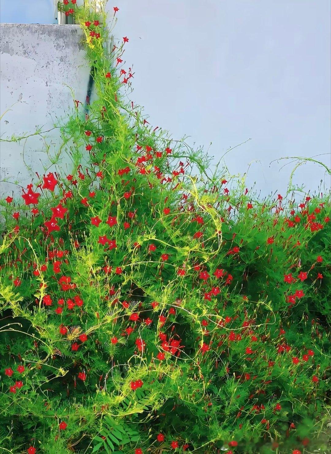 羽叶茑萝（稀有白花种）1. 栽培方式：园土+腐叶土+河沙，偏沙质透气土；攀援深根