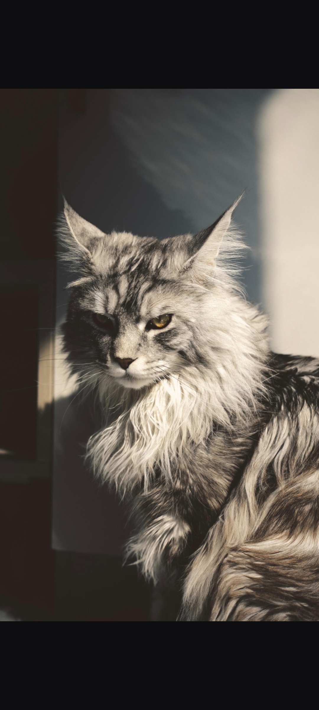 今天的猫设是高冷男神！要绷住！！！ 