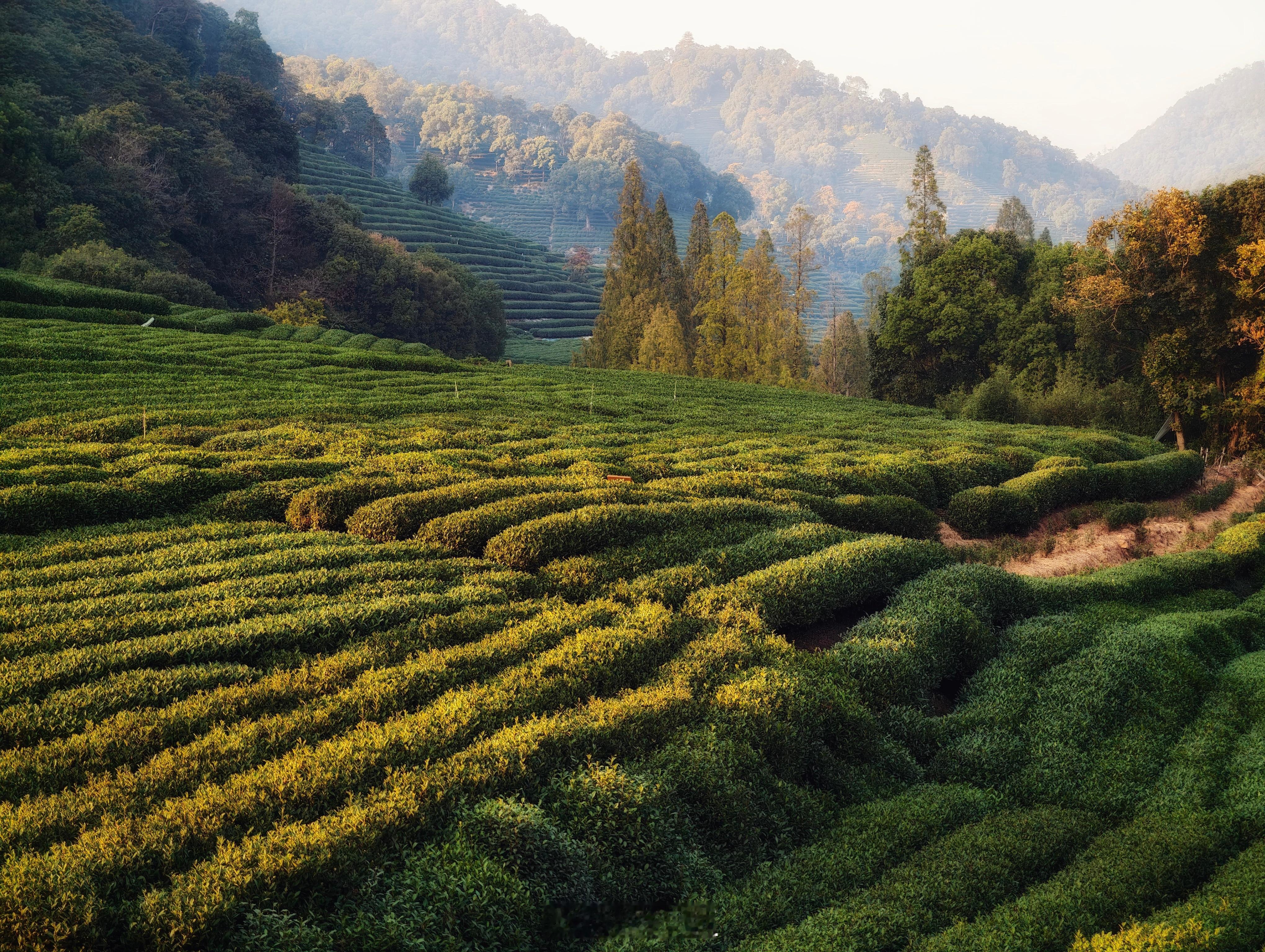透过vivo x200u的镜头，带你领略茶山的美 