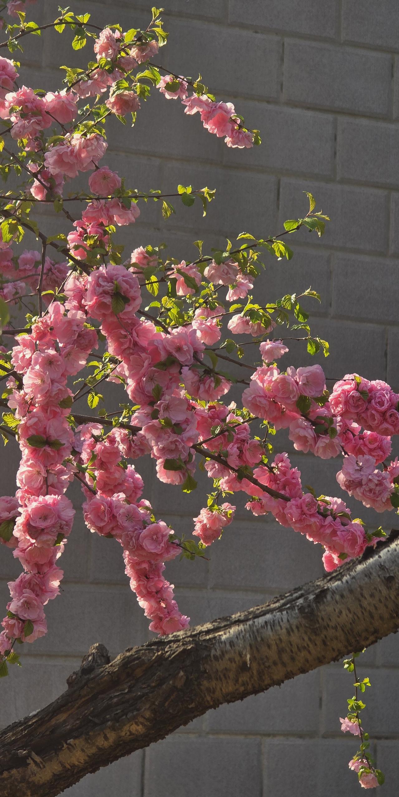 小院里木槿花开了，开的热烈热闹，引很多人来拍照。我也随着众人拍了几张，站在木槿花