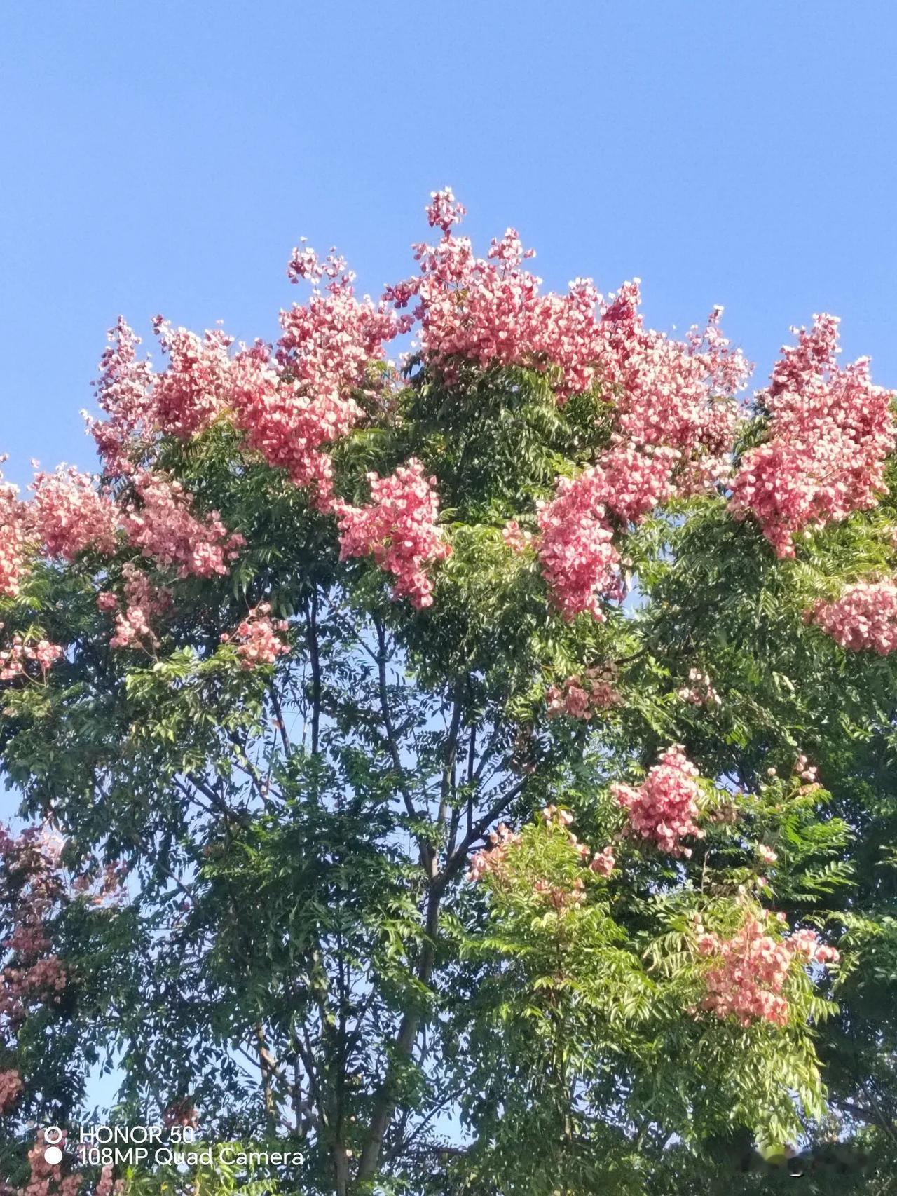 深秋花不谢
只等冬天到