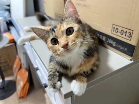 一次猫瘟让它成了家里的独宠