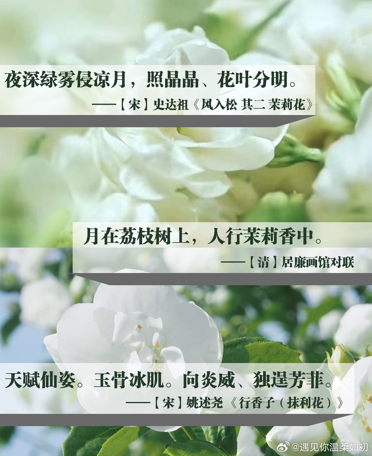 好喜欢茉莉。颜色和香味。可惜我一直养不好。读一些茉莉花的诗。我马上要练新的字帖了