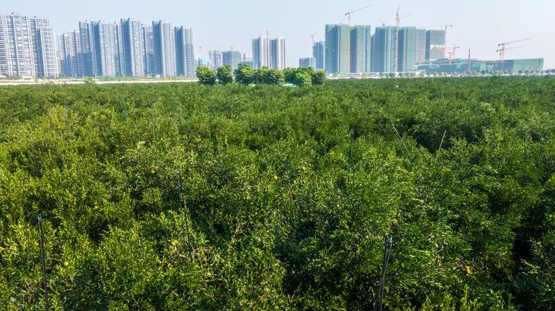 今年第18号超强台风“桦加沙”来势汹汹，最大风力达17级，预计24日前后正面袭击