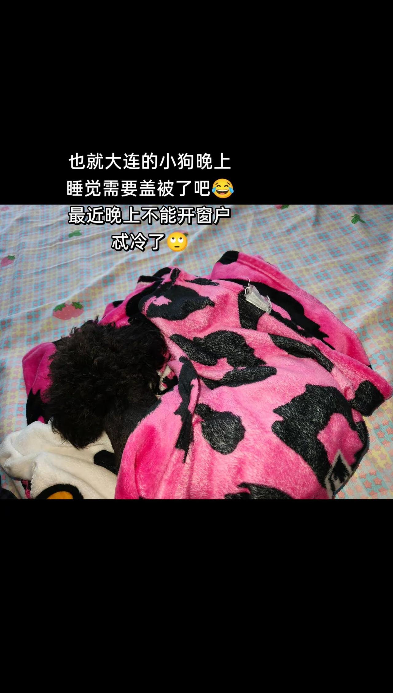 报告各位大连还没有顺利入夏 但是现在的温度我感觉非常好  太热了受不了🥵大连 