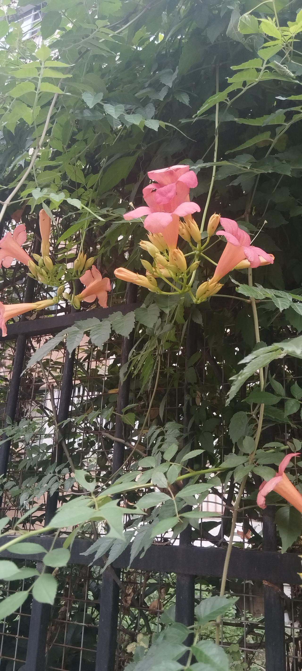 ，什么花都行