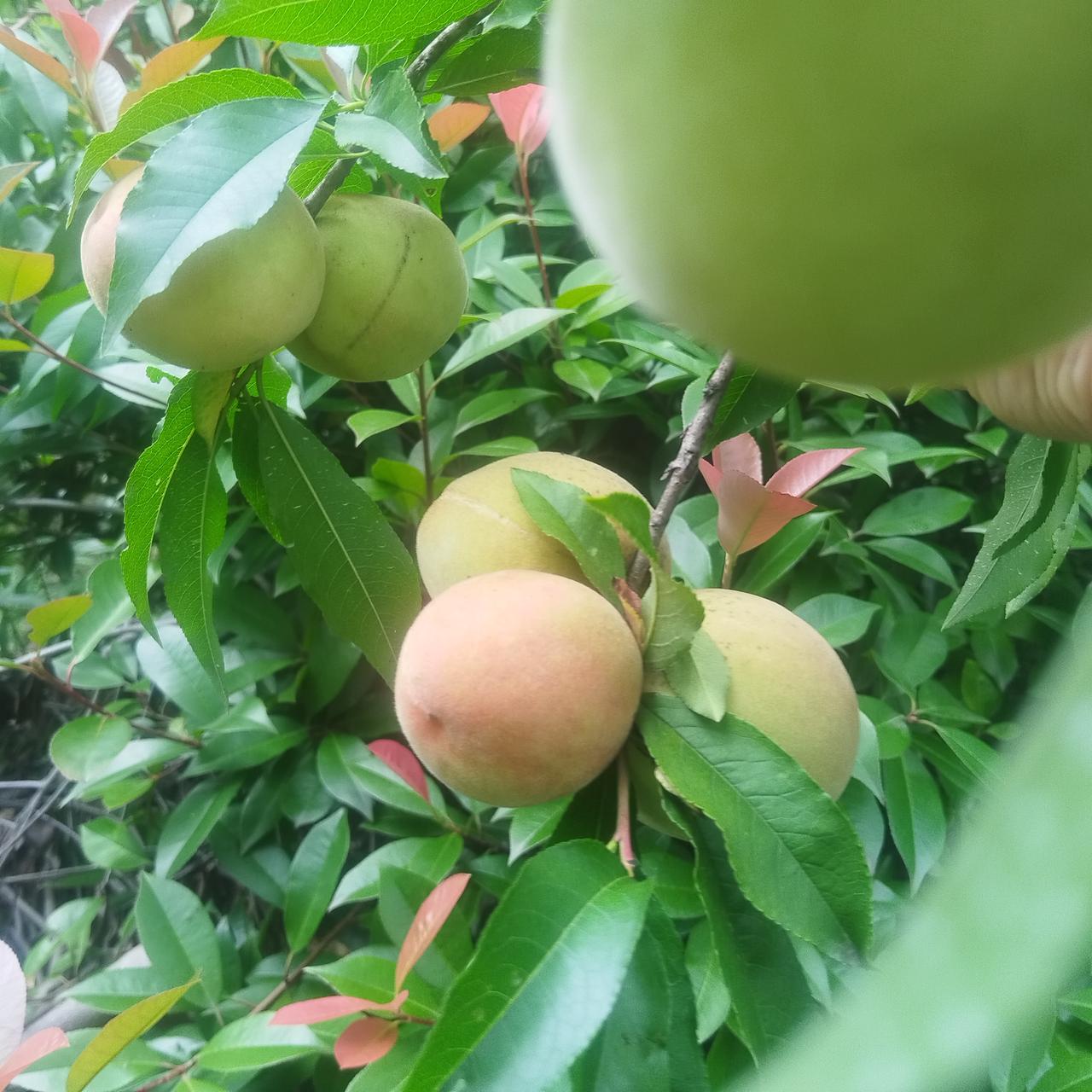 6月份的天气虽然热的使人难受，但却是个春意盎然、果香花艳的季节。