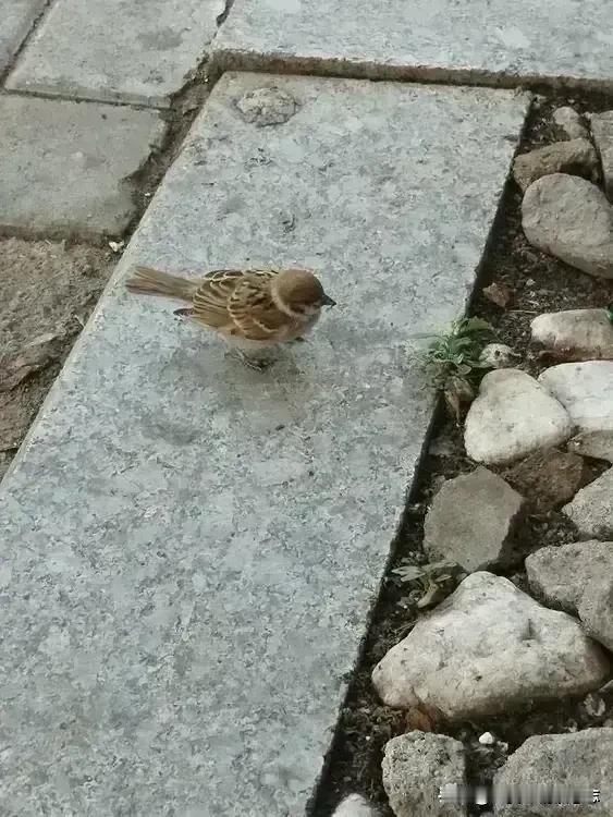 本地方言中的鸟
🍁最常见的是“老家子”（麻雀）、喜俏子（喜鹊）、黑老哇（乌鸦）