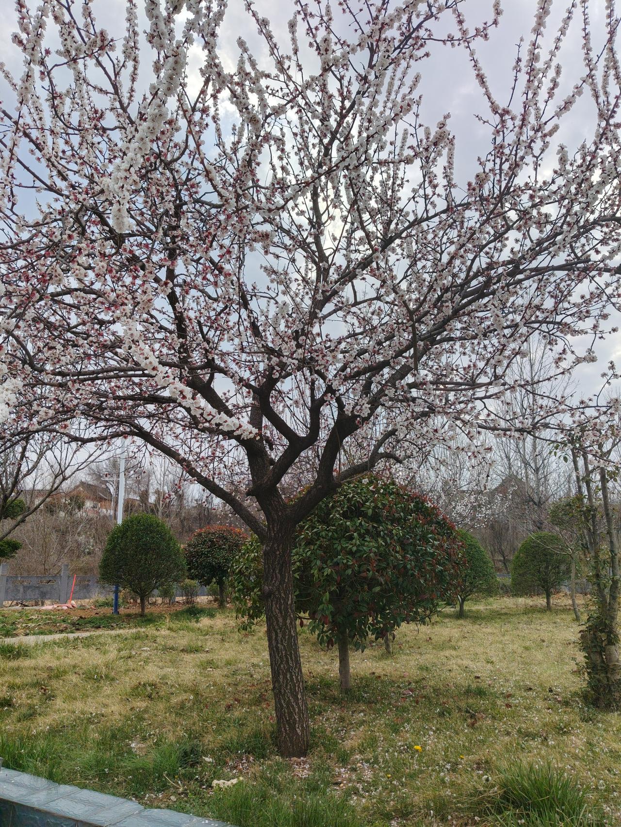 🌸 满树杏花报春信
 
这棵树也太给春天面子了！白里透着粉的杏花开得满当当，就