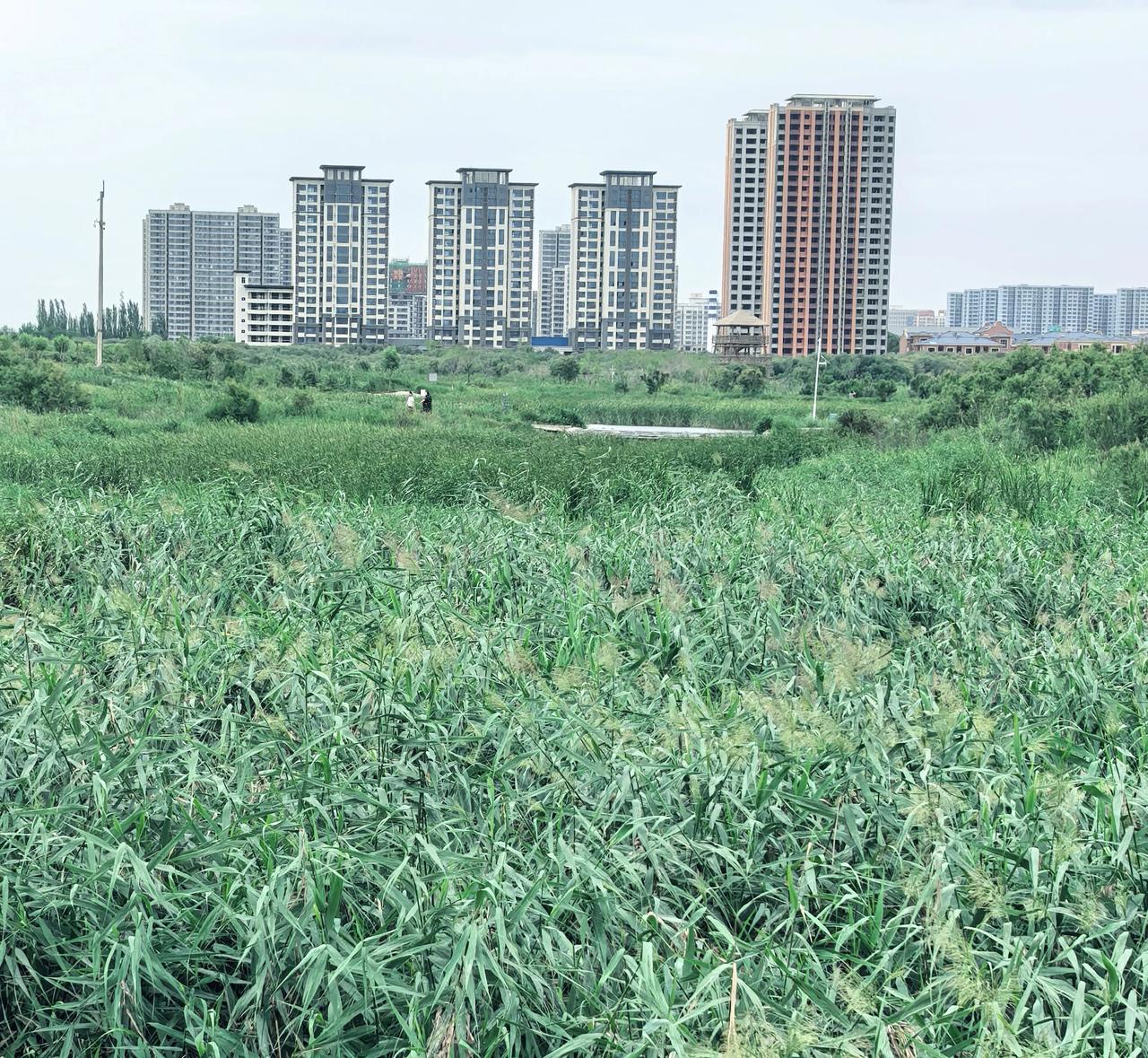 秦王川湿地公园坐落在兰州新区，是西北大地上一片动人的绿洲，风景格外秀美。
蜿蜒的
