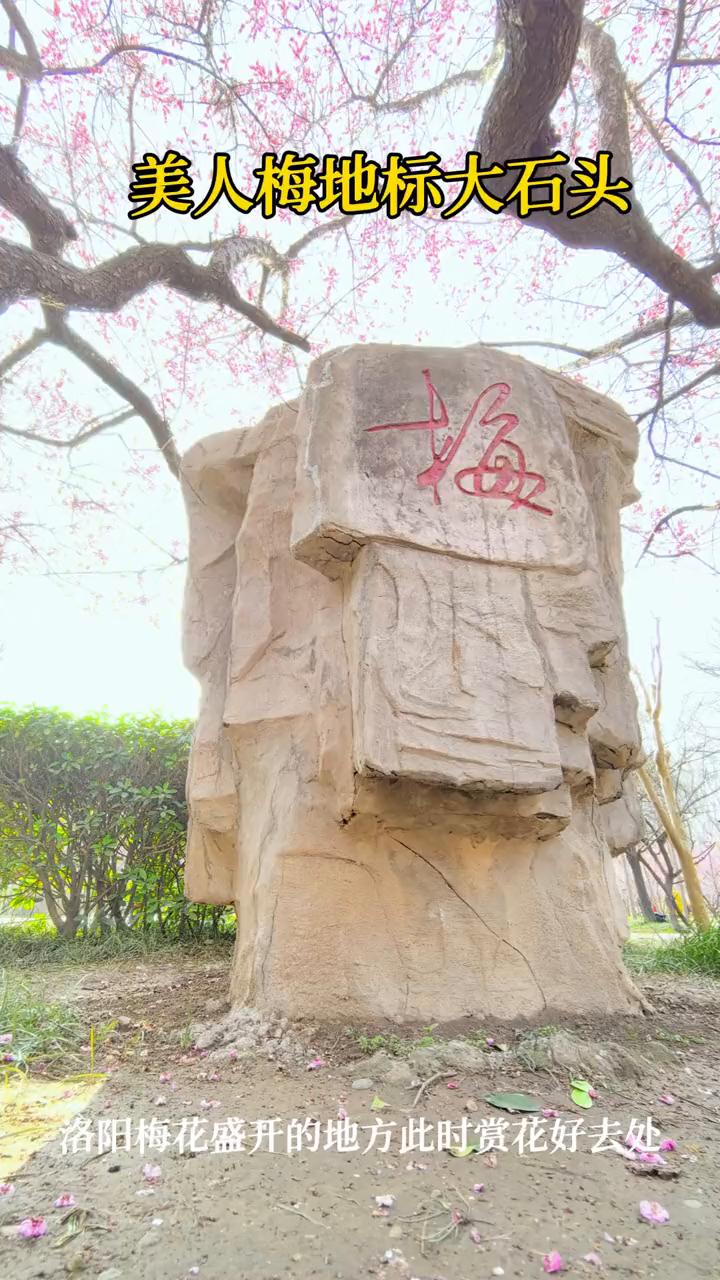 美人梅地标大石头。
洛阳梅花盛开的地方，此时赏花好去处。