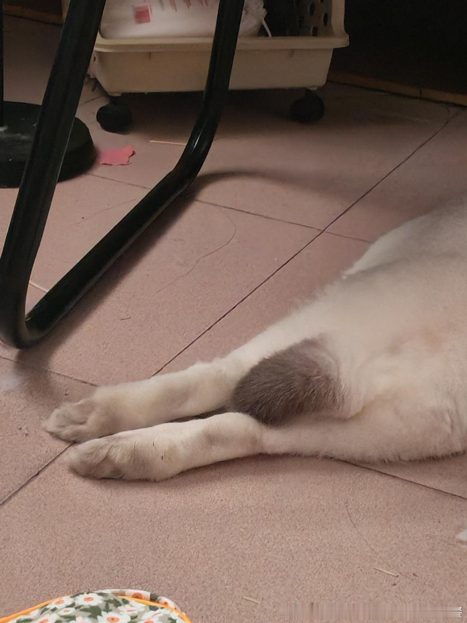 14297🐇【兔脚】 