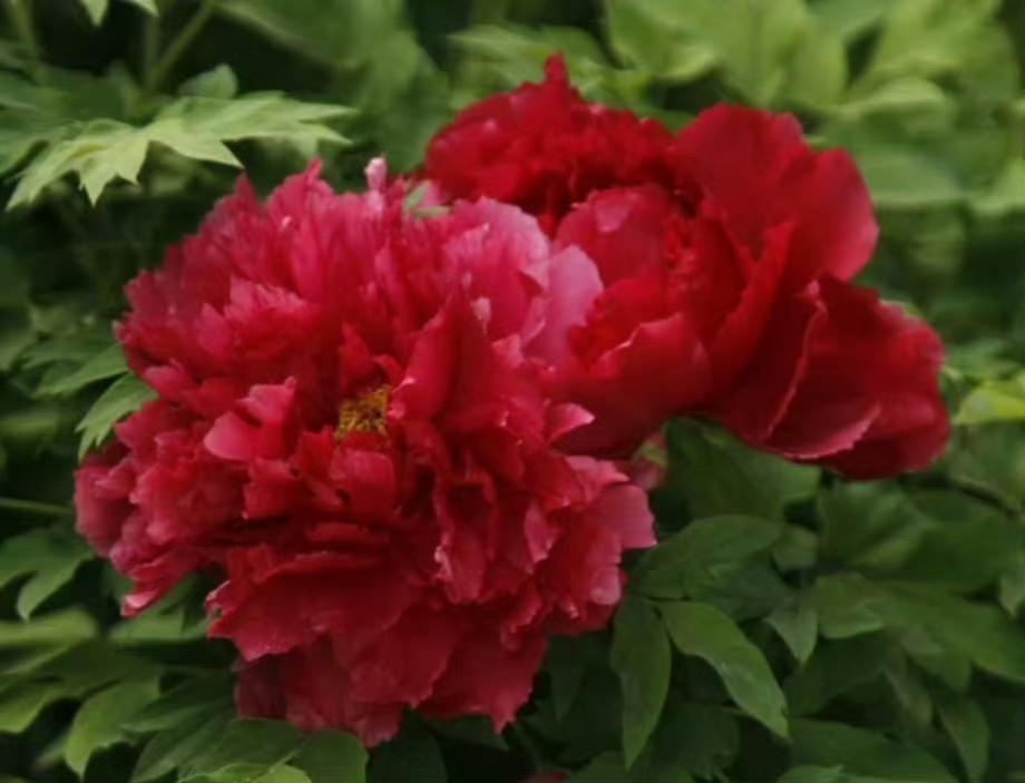 谷雨收寒，牡丹赴约
 
谷雨收寒，茶烟扬晓，又是牡丹时候。
雨生百谷，也催开了一