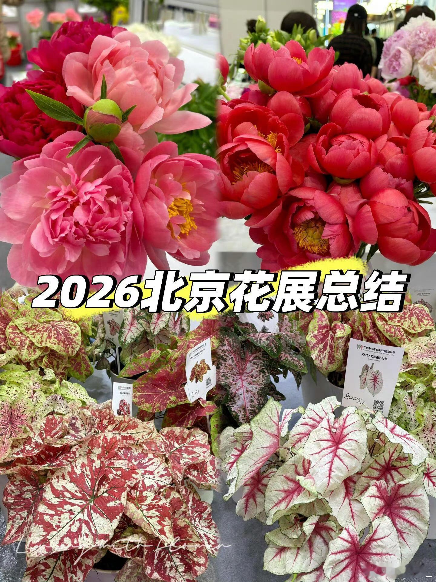 花展最全打卡指南来了藏在北京的春日浪漫，错落花境，微风花香，温柔氛围感拉满北京花