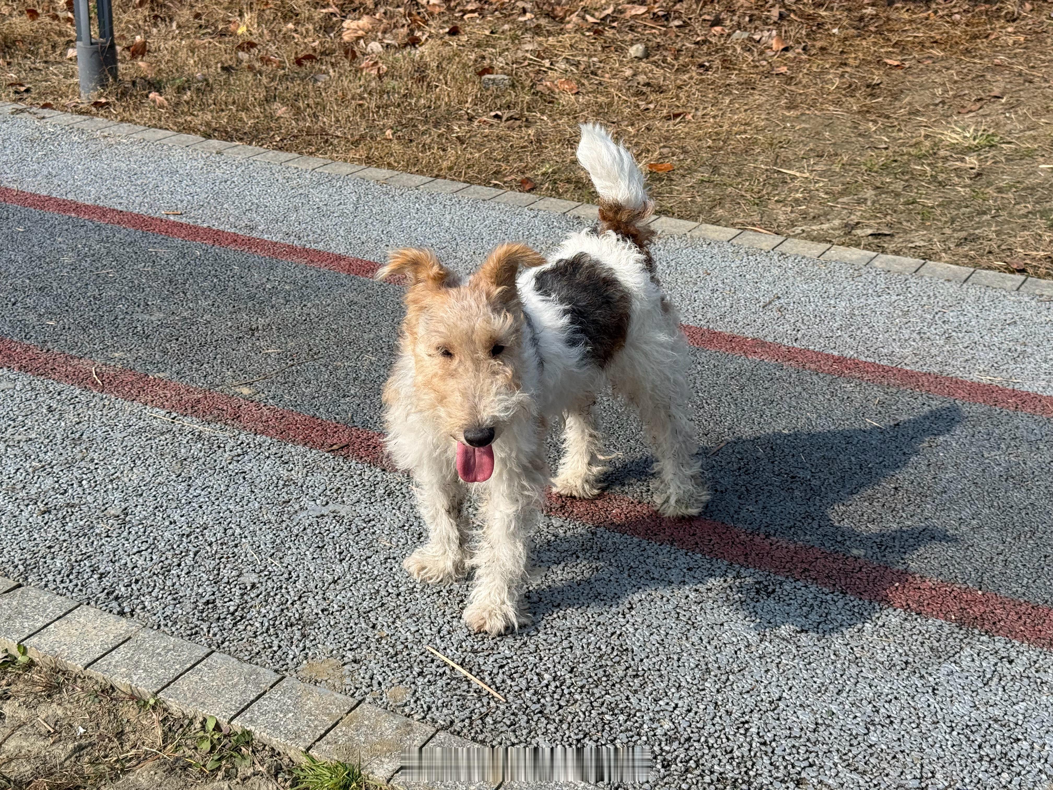 小狗的世界没那么复杂，挺好