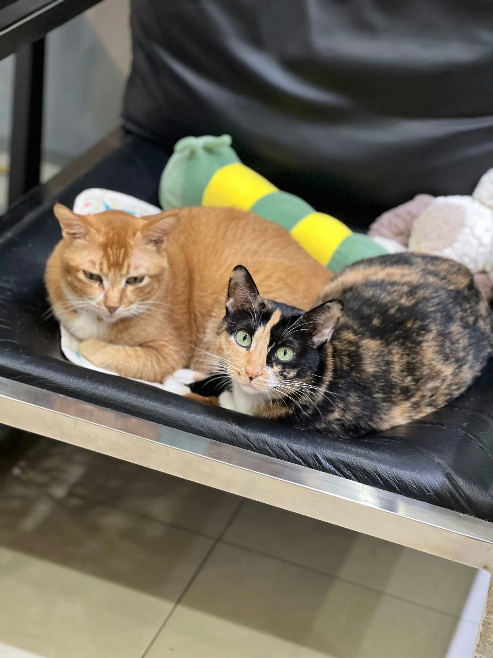 一只猫怎么能聪明到这个程度因为有些猫咪来到这个世界，真的就是来报恩的。 