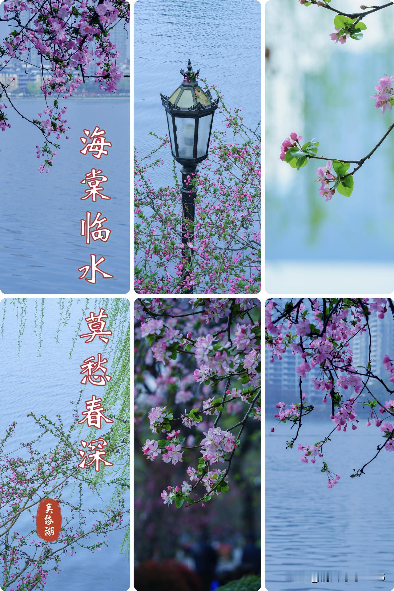 莫愁春韵｜海棠临水 莫愁春深

        春深金陵，花事正浓。莫愁湖的春，