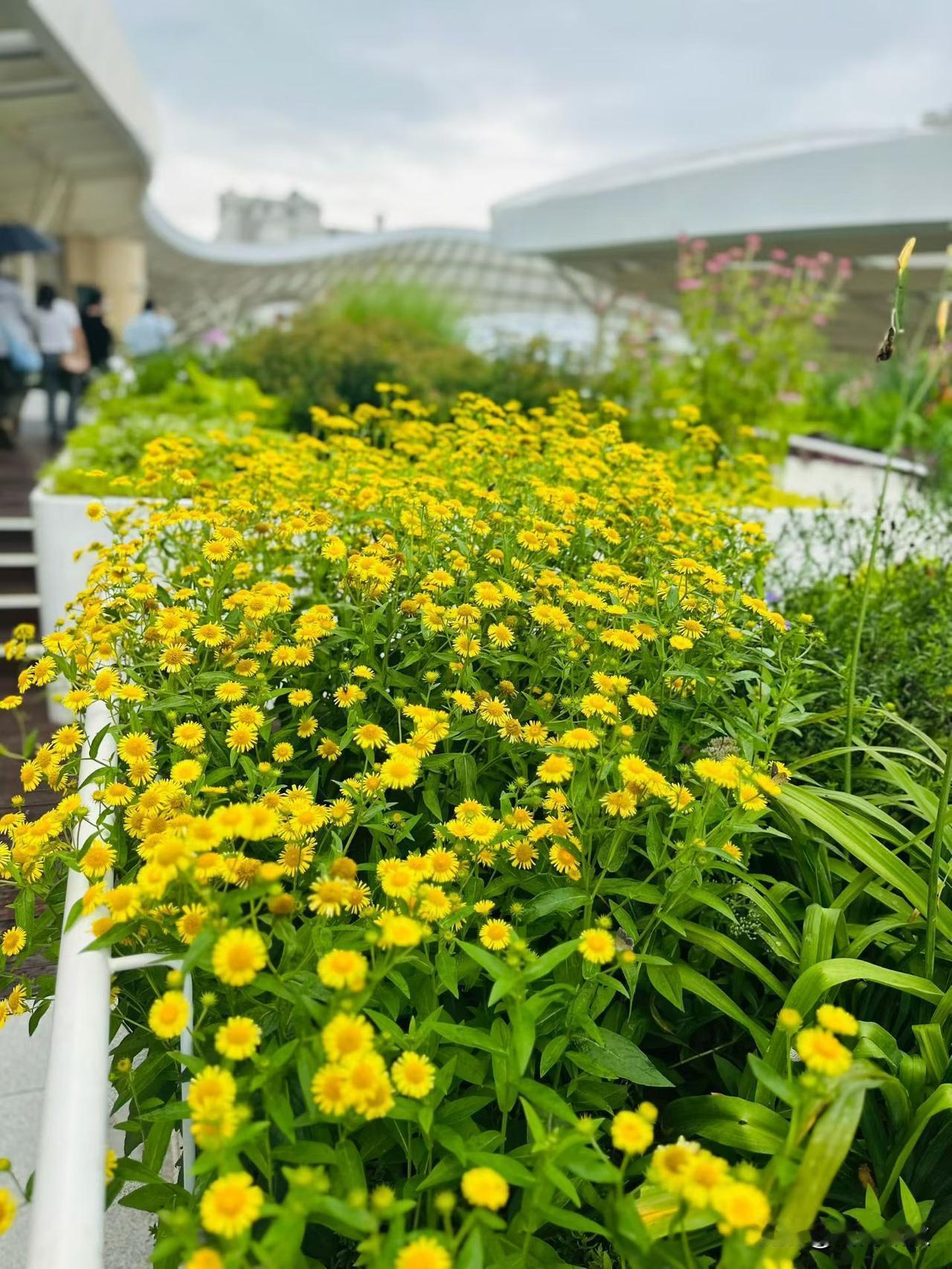 ╭───♫ ♬ ♪───────╮
❥   
 🌱 今天是农历六月初一，
  