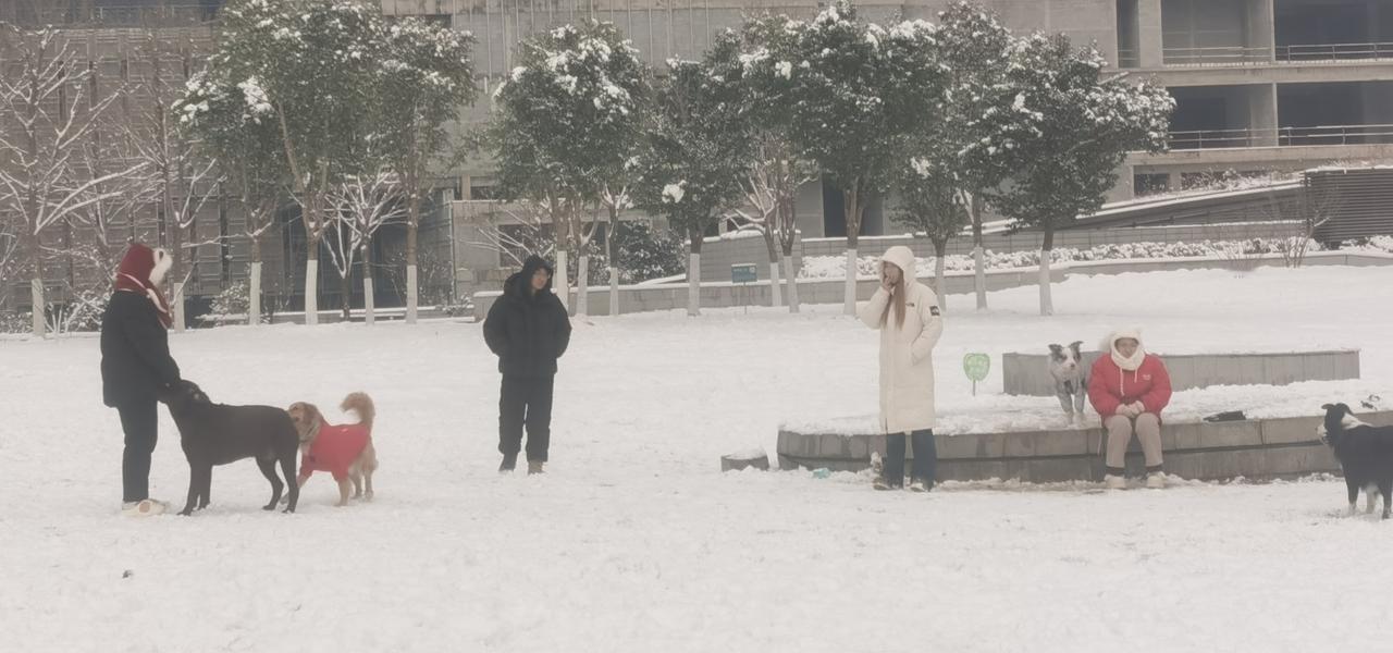 济南CBD核心广场成了养狗人的乐园