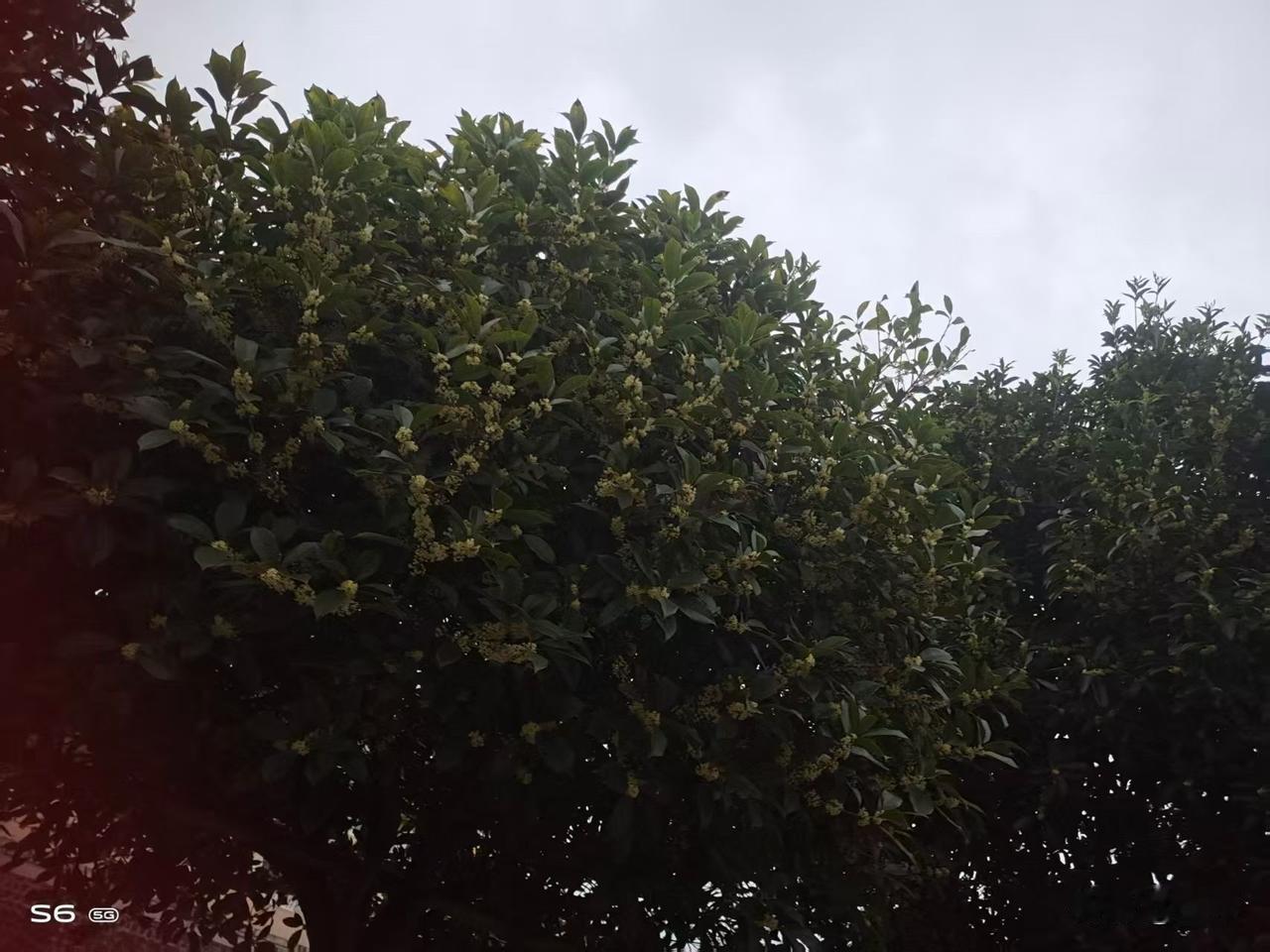 秋声

墨琴

门前的浓荫
托着细碎的黄金
如繁星点点
挂在青墙与碧叶之间

风