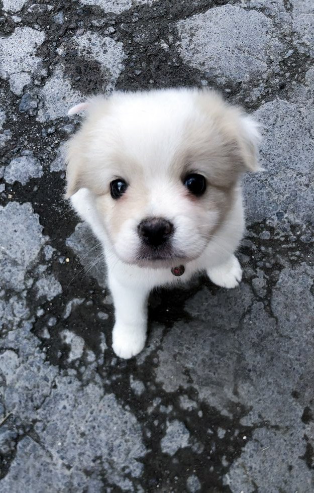 【1w571】🐶🐾 ​​​