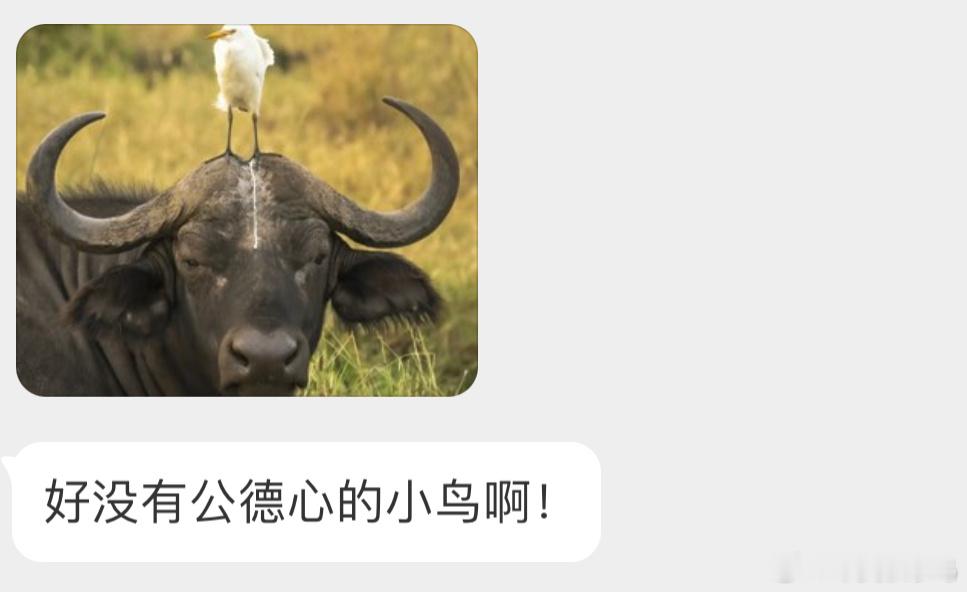 ？？？拉粑粑的牛背鹭🙊 ​​​