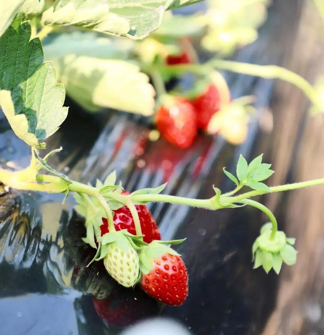 从沿海到山区 “浙”里冬日水果的N种打开方式