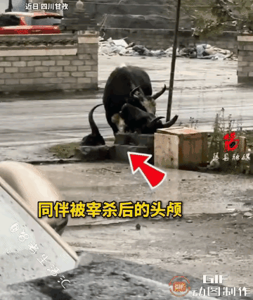 看哭无数网友！四川甘孜公路旁，让人无比揪心的一幕。
 
一头牦牛守着被宰杀同伴的