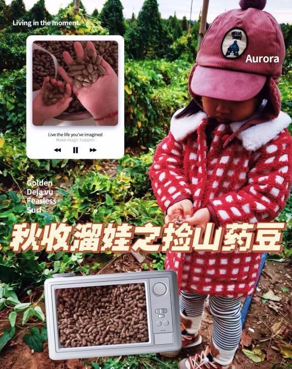 🌬️冷到裹成熊也要带娃冲！免费🆓捡山药豆
是谁家娃一到秋天就馋山药豆？哪怕气