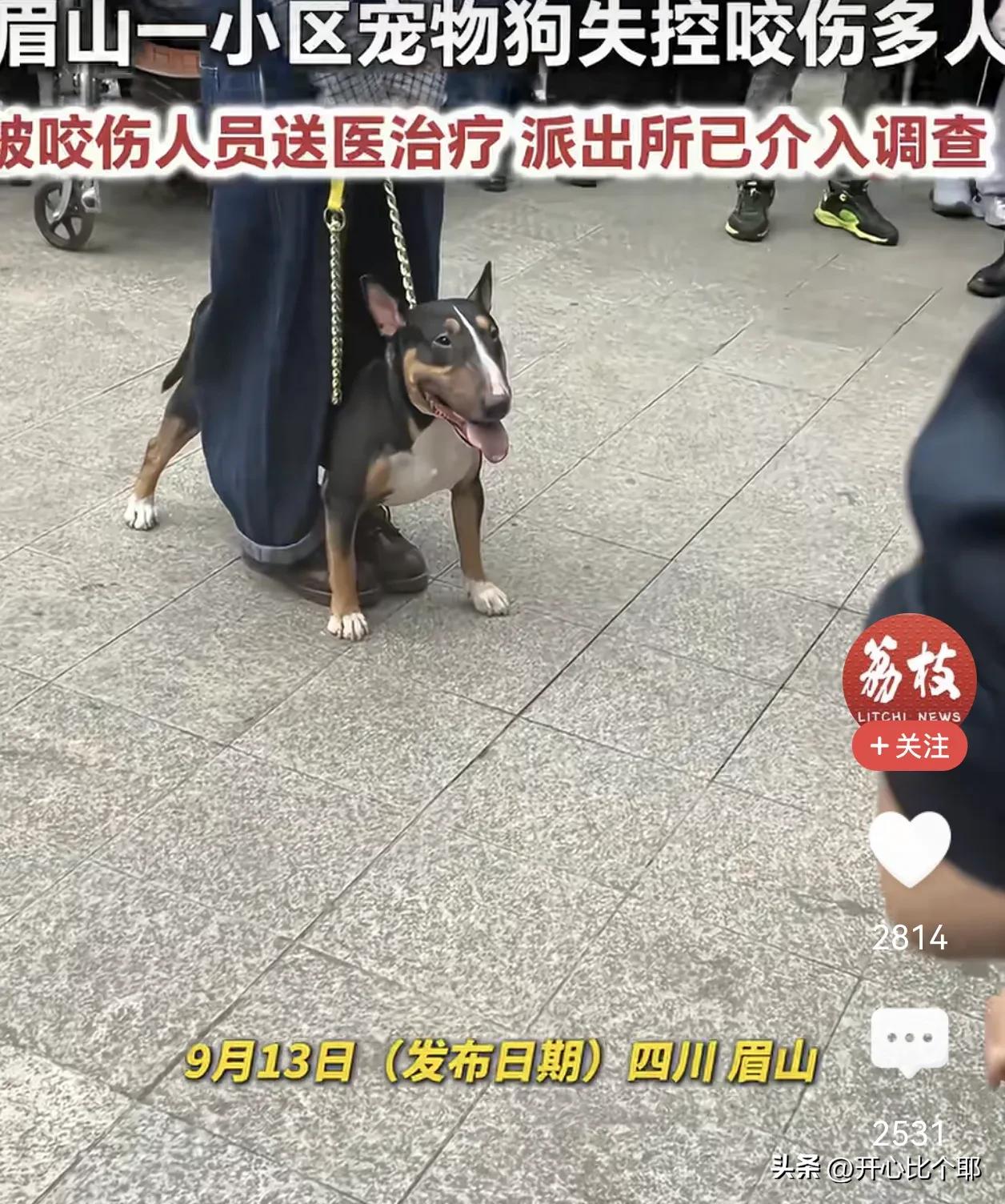 四川眉山牛头梗连续咬伤4个人，

其中一个小女孩的脸都要毁容了，看着让人揪心，太