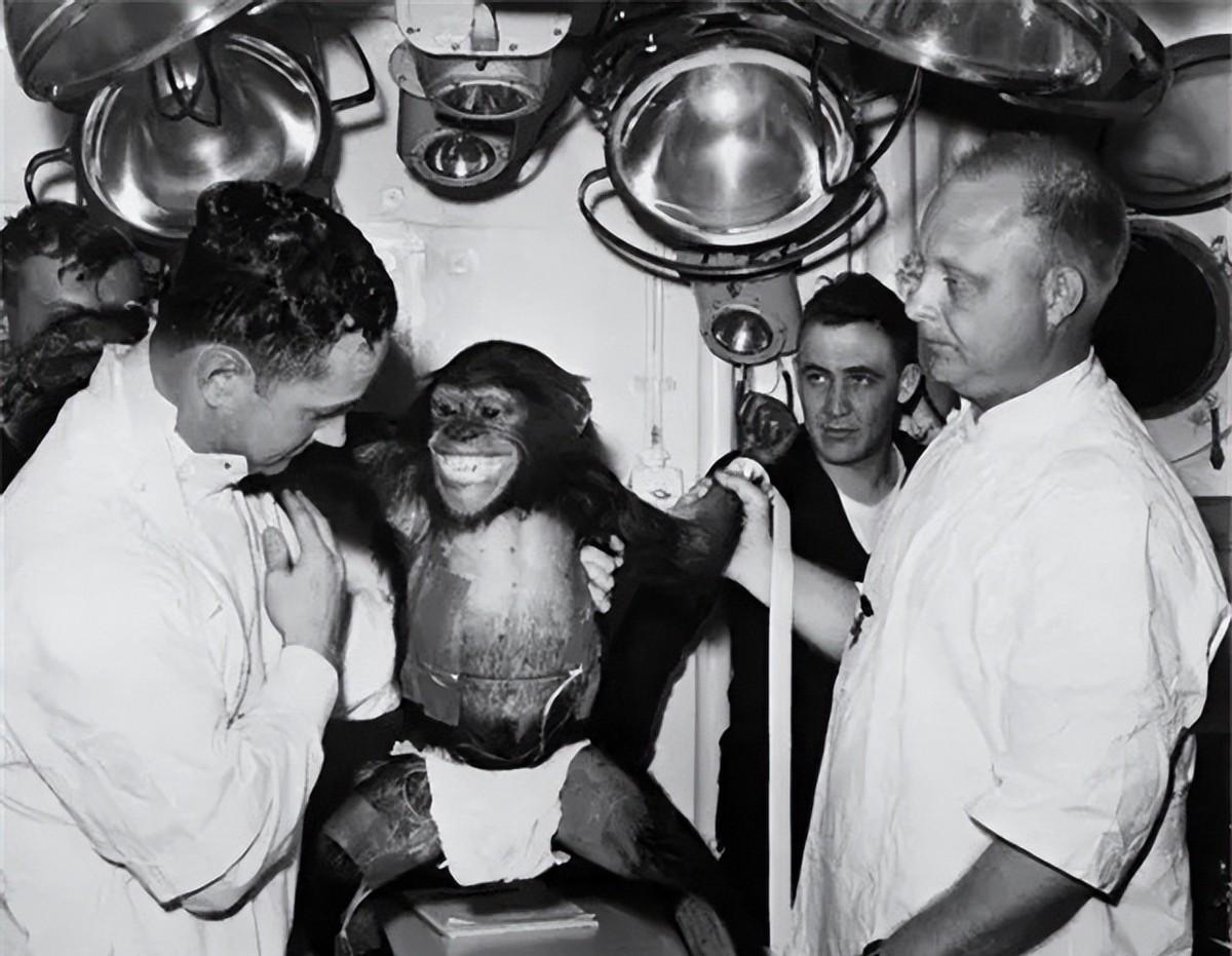 1961年美国用大猩猩进行太空实验，任务结束后科学家发现它的寿命竟然减少了十五年