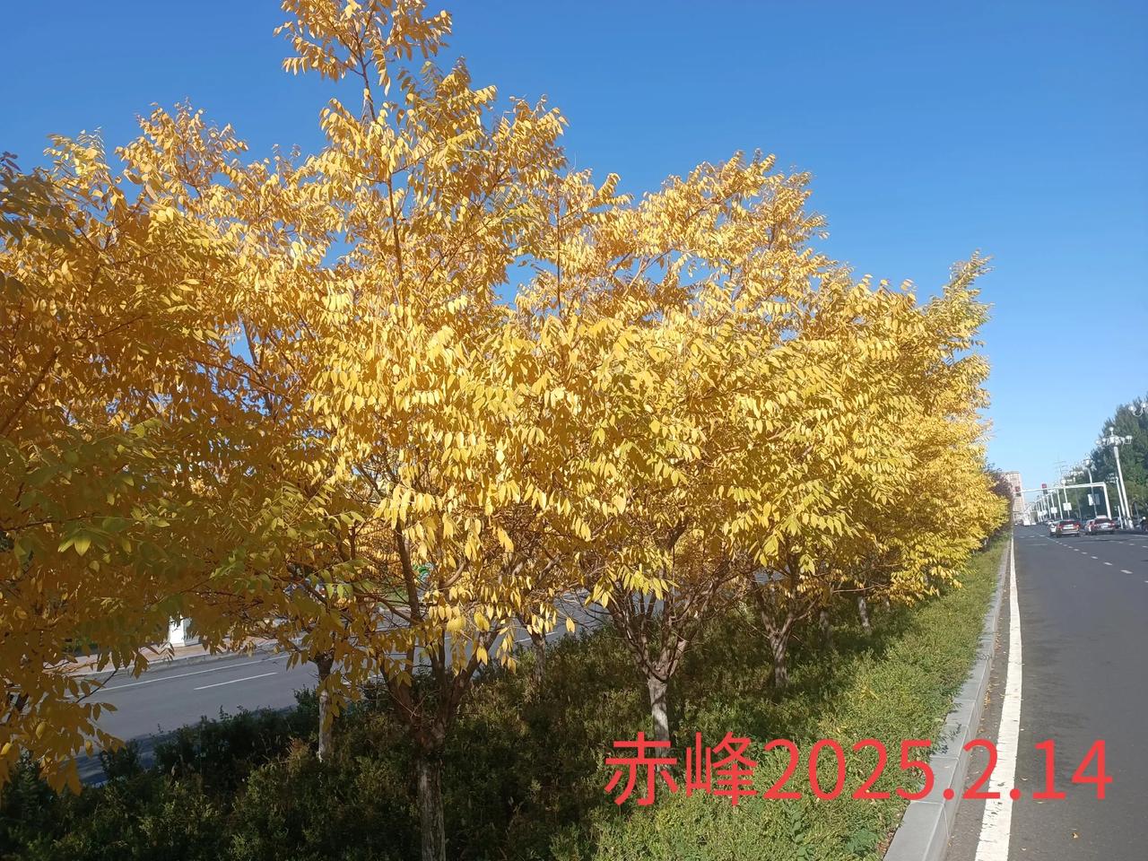 可以分享一张秋景树叶的照片吗路边随拍，深秋的路叶。