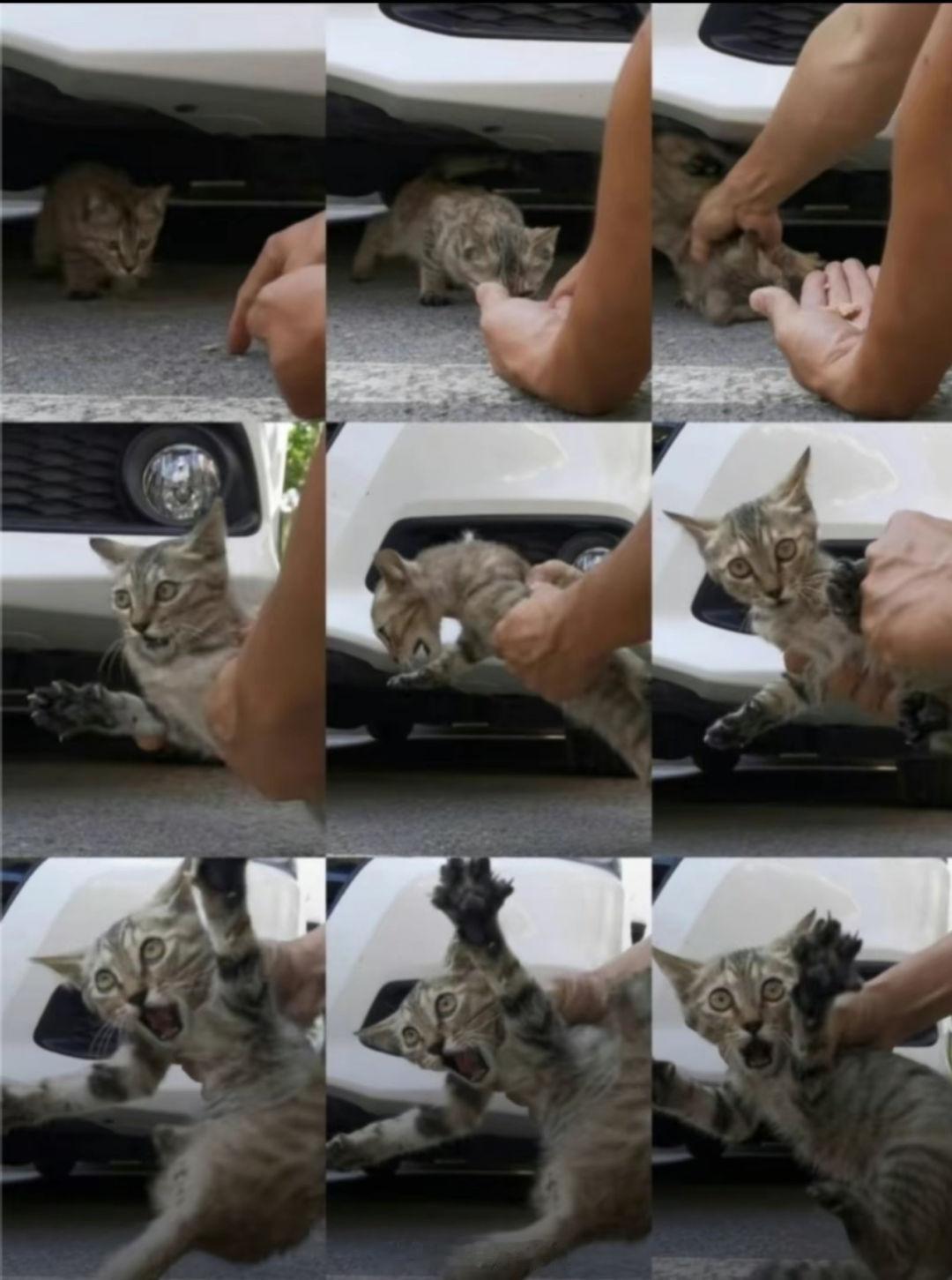 在楼下捡到一只流浪猫，非要跟我回家！ ​​​
