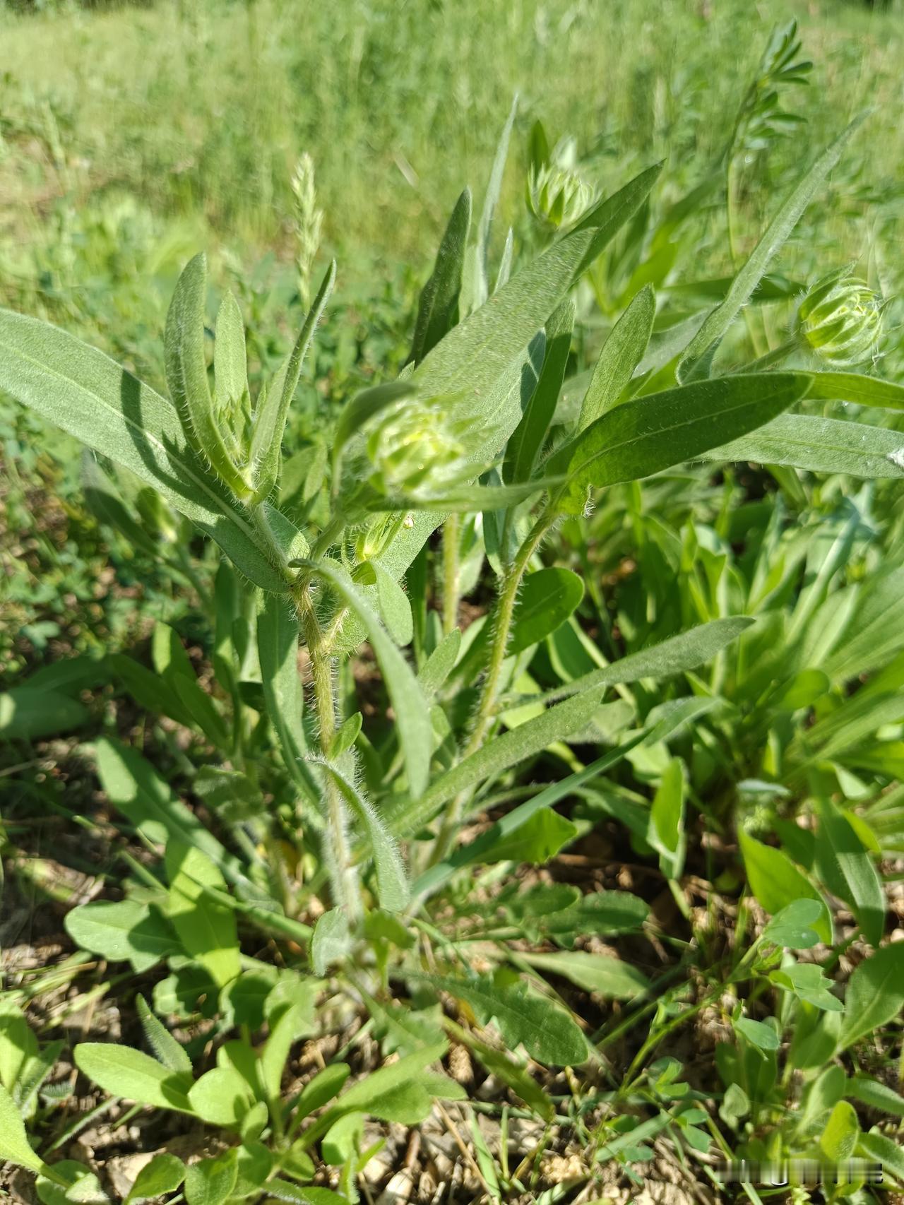 苦菜花又开！
苦菜，也叫苦荬菜、山苦荬、苦苣菜等。主要食用价值：苦荬菜的嫩茎叶是