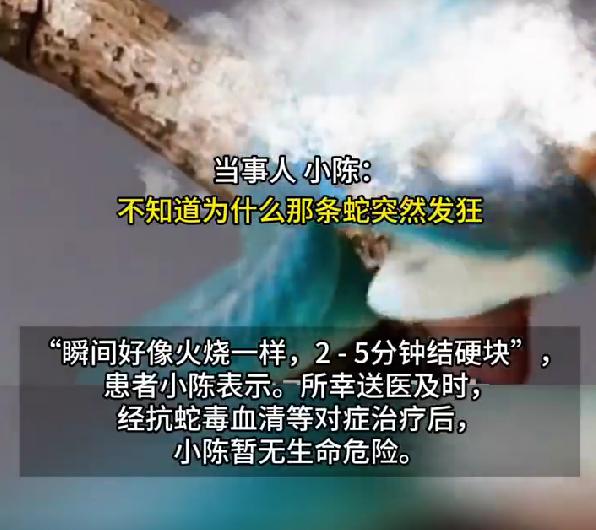 男子拍异宠蛇进食被咬伤，明知是剧毒外来物种，紧急就医太惊险
近日，深圳男子小陈去