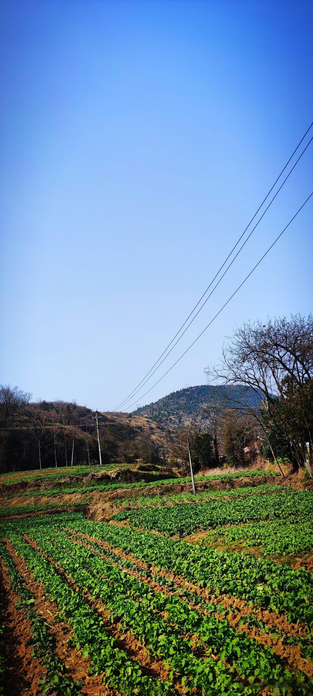 今年冬天的不同暖和起来了，友人说来陈村晒太阳，再看看油菜的长势。还幽默的撇下一句