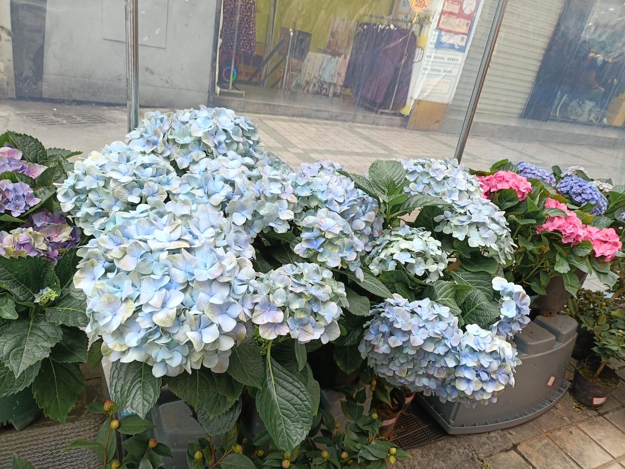 无畏当下，畅想未来，日日年年

闲在家中三年有余，日日闲逛街与巷，对当下的困境，