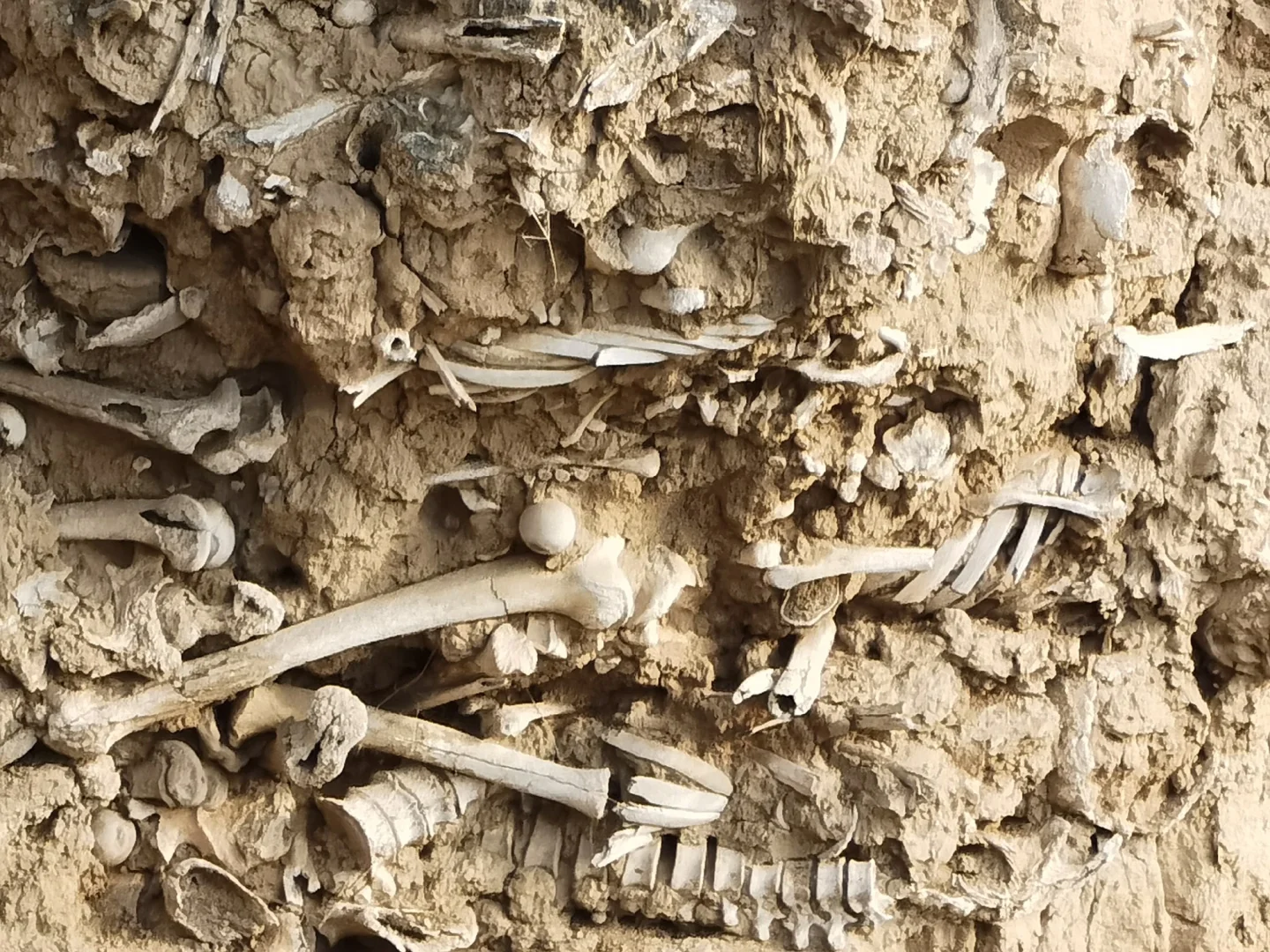 1400年前的“万人坑”，白骨累累