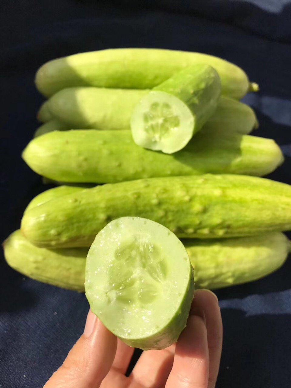 白玉黄瓜全身乳白泛着青绿，宛若润玉，口感脆嫩清甜，豆粕入底肥，它通体如玉，绿中带